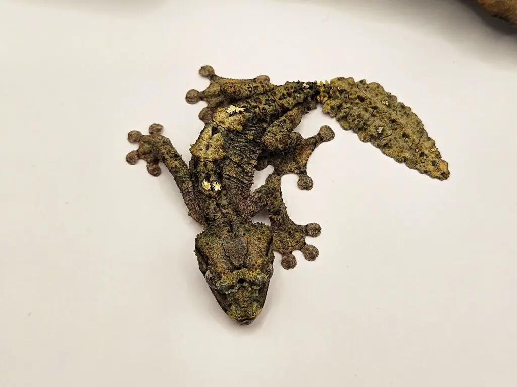 20250914_103122-1024x768 Gadopedia