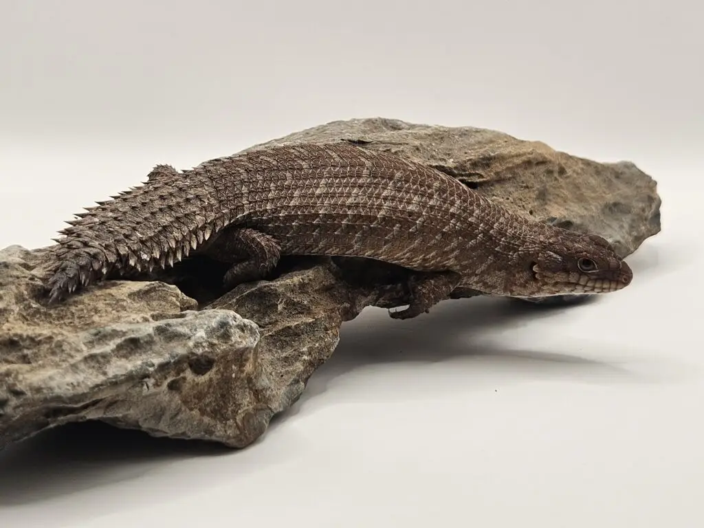 20250914_1035290-1024x768 Gadopedia