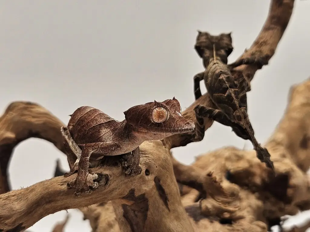 20250914_1223240-1024x768 Gadopedia