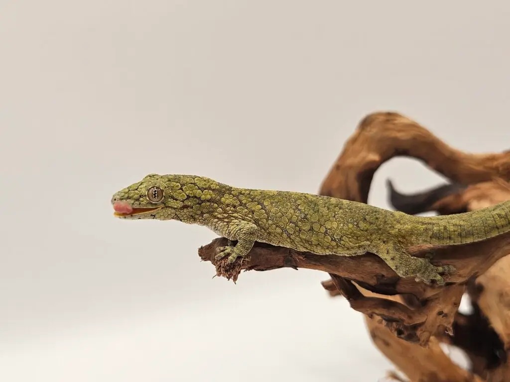 20250914_122727-1024x768 Gadopedia