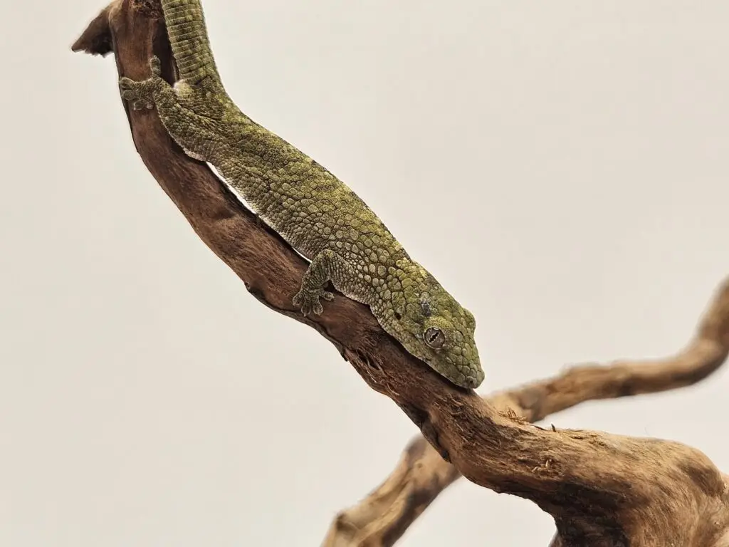 20250914_122953-1024x768 Gadopedia