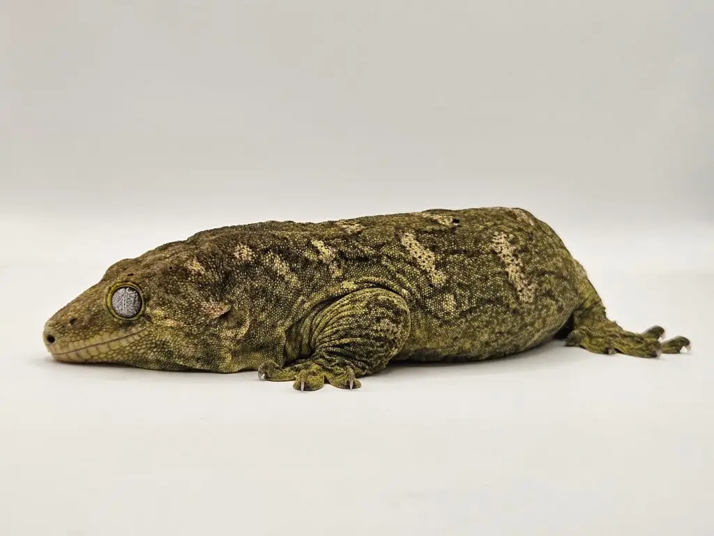 20250914_1241220-1024x768 Gadopedia