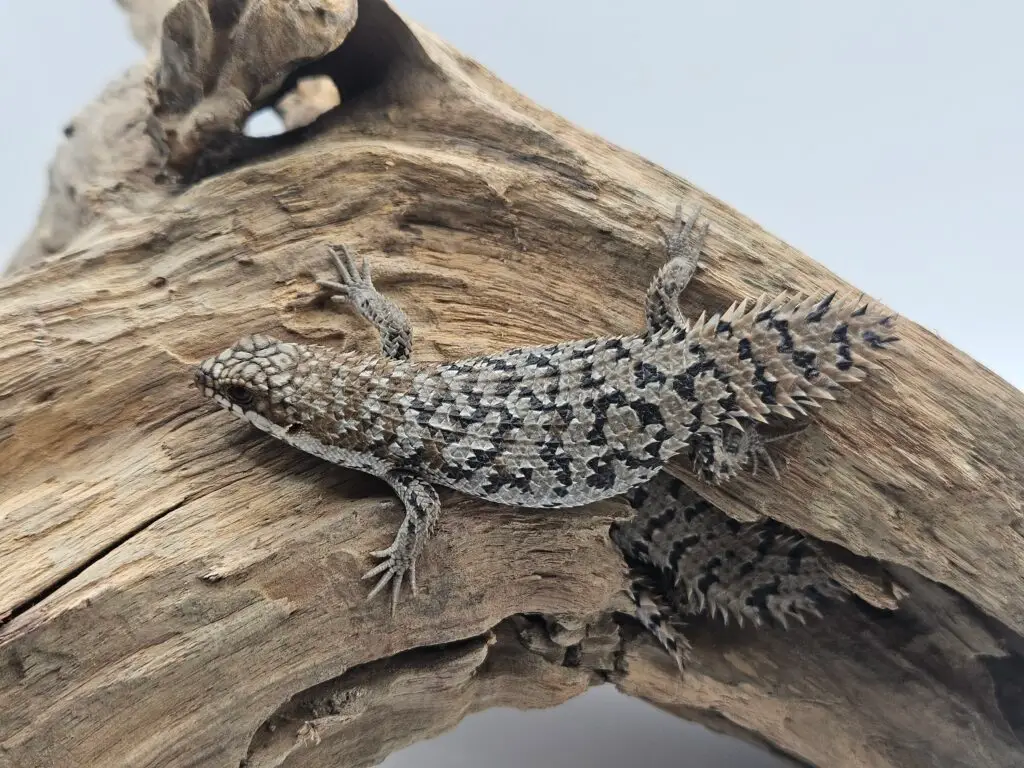 20251020_115011-1-1024x768 Gadopedia