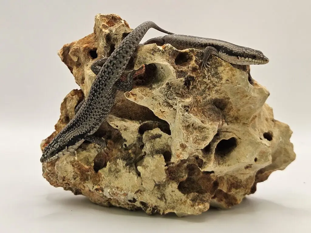 20251020_135432-1024x768 Gadopedia