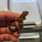 20251030_144147-150x150 DragonBerg podbija czeską giełdę - Ostrava 2025