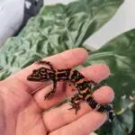 20251030_1442320-150x150 DragonBerg podbija czeską giełdę - Ostrava 2025