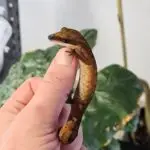 20251030_144409-150x150 DragonBerg podbija czeską giełdę - Ostrava 2025