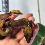 20251030_1445130-150x150 DragonBerg podbija czeską giełdę - Ostrava 2025