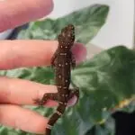 20251030_1446230-150x150 DragonBerg podbija czeską giełdę - Ostrava 2025