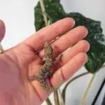 20251030_144743-150x150 DragonBerg podbija czeską giełdę - Ostrava 2025