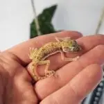 20251030_144816-150x150 DragonBerg podbija czeską giełdę - Ostrava 2025