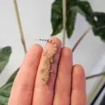 20251030_1449020-150x150 DragonBerg podbija czeską giełdę - Ostrava 2025