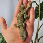 20251030_145026-150x150 DragonBerg podbija czeską giełdę - Ostrava 2025