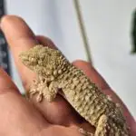 20251030_145231-150x150 DragonBerg podbija czeską giełdę - Ostrava 2025