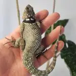 20251030_1454110-150x150 DragonBerg podbija czeską giełdę - Ostrava 2025