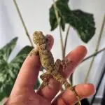 20251030_145636-150x150 DragonBerg podbija czeską giełdę - Ostrava 2025