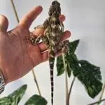 20251030_145815-150x150 DragonBerg podbija czeską giełdę - Ostrava 2025