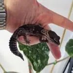 20251030_145914-150x150 DragonBerg podbija czeską giełdę - Ostrava 2025