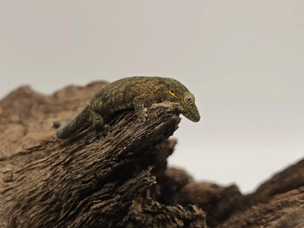 20251121_1435580-1024x768 Gadopedia