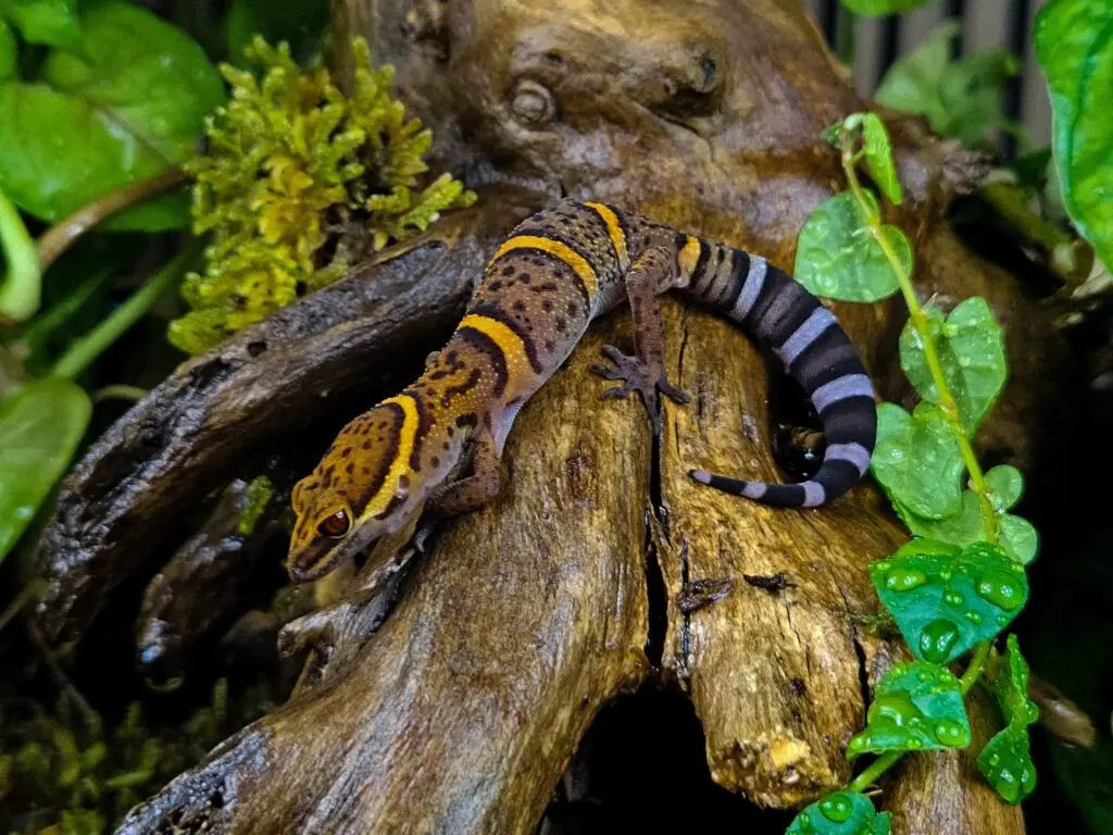 20251205_0936210-1024x768 Gadopedia