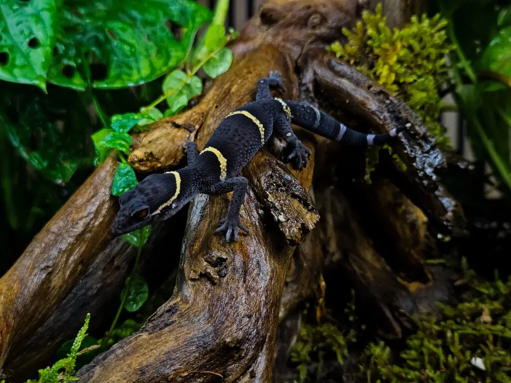 20251205_093733-1024x768 Gadopedia