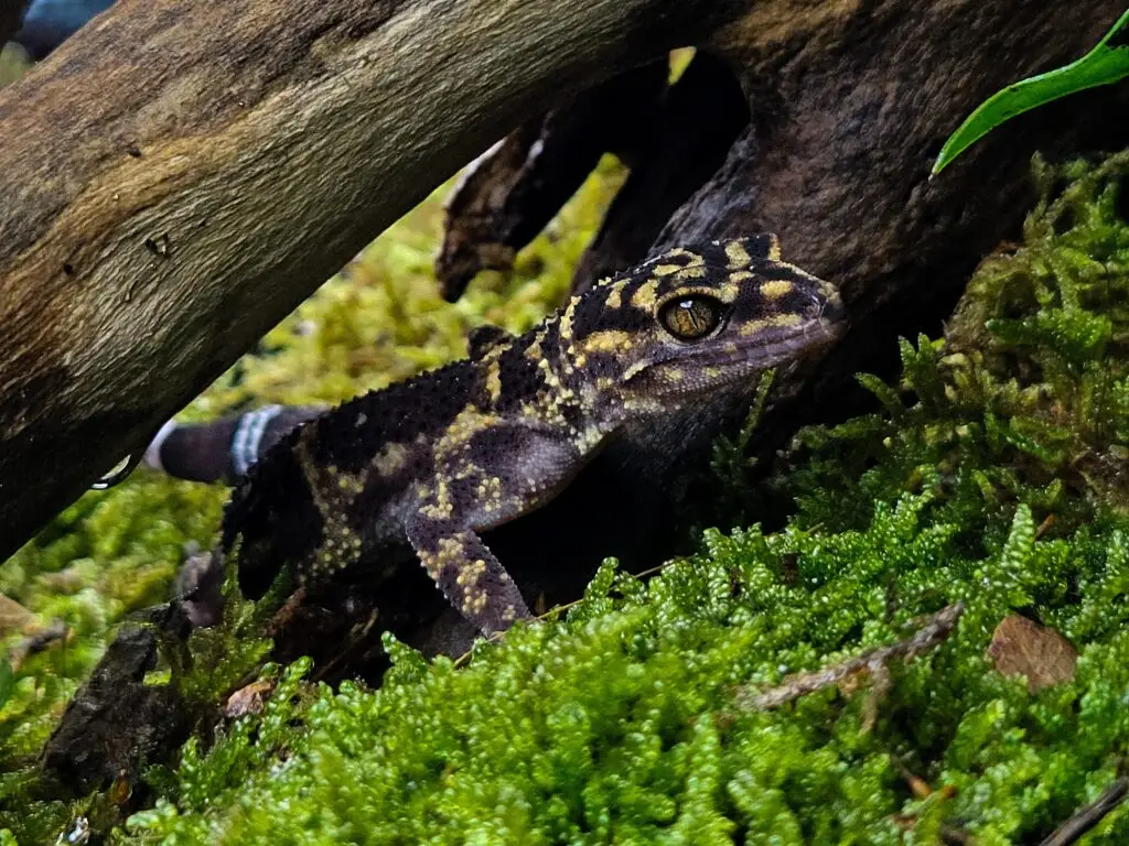 20251205_094517-1024x768 Gadopedia