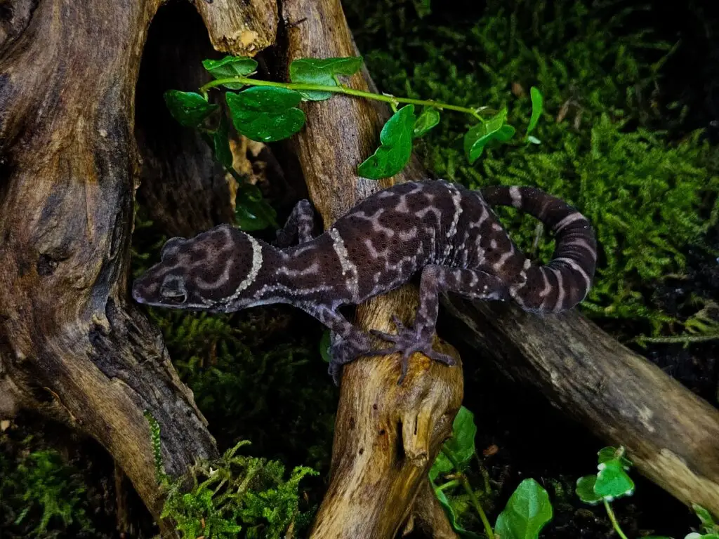 20251205_0951590-1024x768 Gadopedia