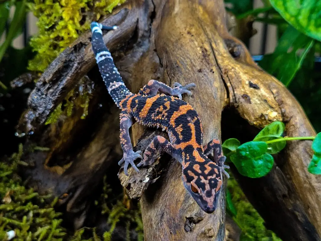 20251205_0955250-1024x768 Gadopedia