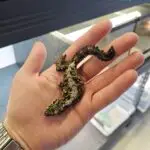 20251214_133914-150x150 Kolejna ekspedycja na Hamm - grudzień 2025