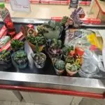 20251214_150436-150x150 Kolejna ekspedycja na Hamm - grudzień 2025