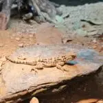 20251215_191356-150x150 Kolejna ekspedycja na Hamm - grudzień 2025