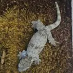 20251217_122625-150x150 Kolejna ekspedycja na Hamm - grudzień 2025