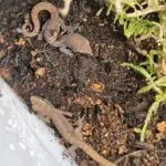 20251221_123653-150x150 Kolejna ekspedycja na Hamm - grudzień 2025