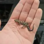 20251229_072817-150x150 Kolejna ekspedycja na Hamm - grudzień 2025