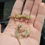 20251229_072927-150x150 Kolejna ekspedycja na Hamm - grudzień 2025