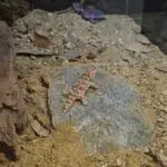 20260102_163015-150x150 Kolejna ekspedycja na Hamm - grudzień 2025