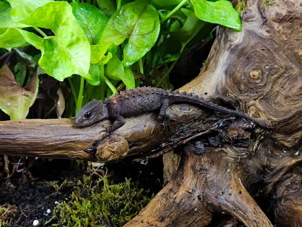 20260105_173837-1024x768 Gadopedia