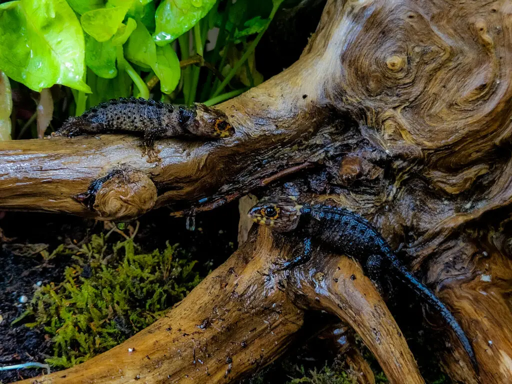 20260105_1739590-1024x768 Gadopedia