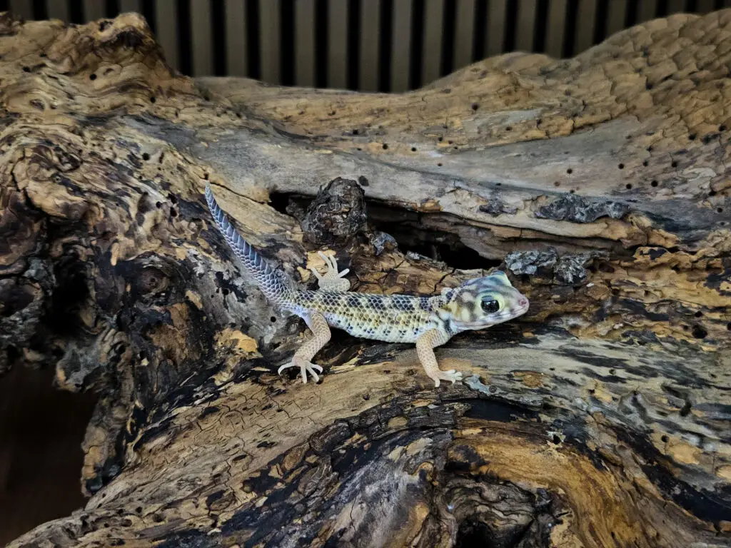 20260105_174732-1024x768 Gadopedia