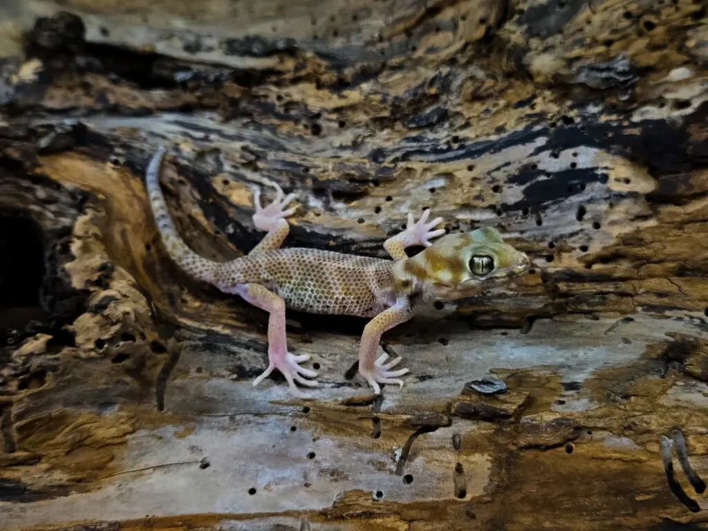 20260105_174934-1024x768 Gadopedia