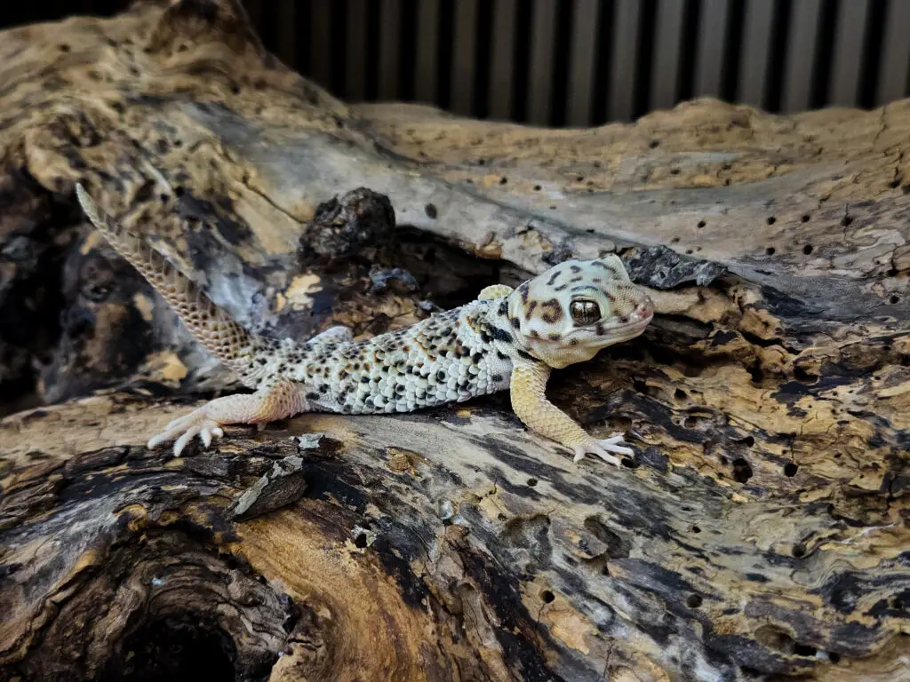 20260105_175058-1024x768 Gadopedia