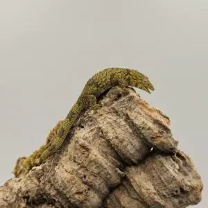 20260106_121250-300x300 Sklep