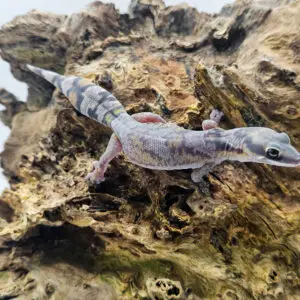 20260106_130556-300x300 Sklep