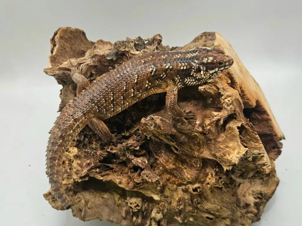 20260114_13334111-1024x768 Gadopedia