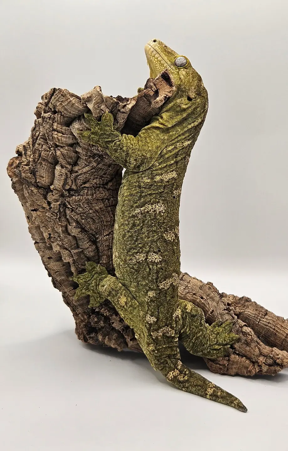 ABOUT_US_1 Strona Główna