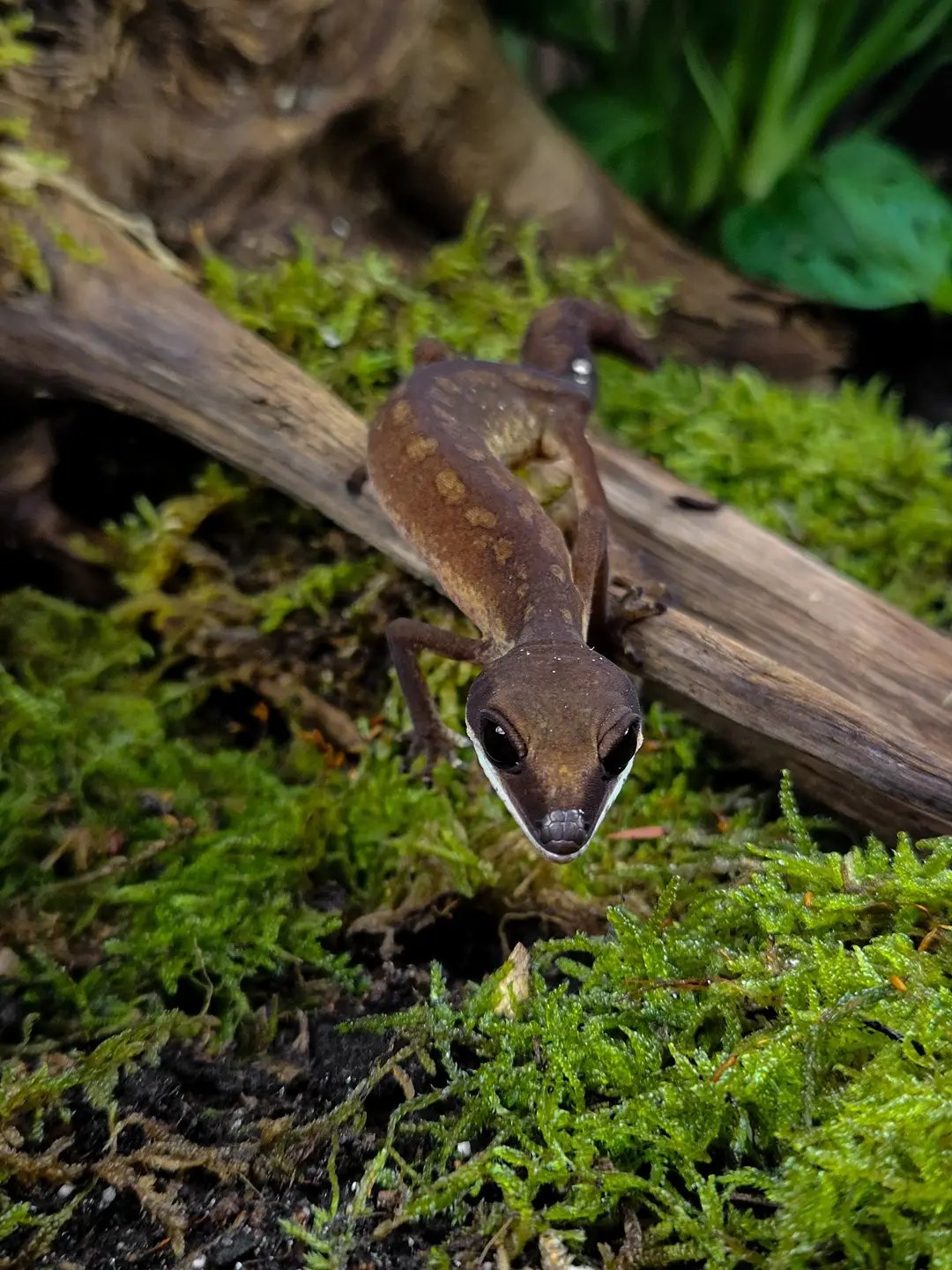 ABOUT_US_2 Strona Główna