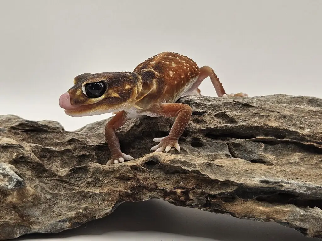 20250914_1008121-1024x768 Gadopedia