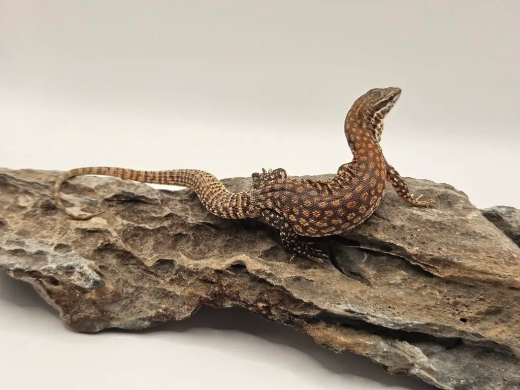 20250914_1021520-1024x768 Gadopedia