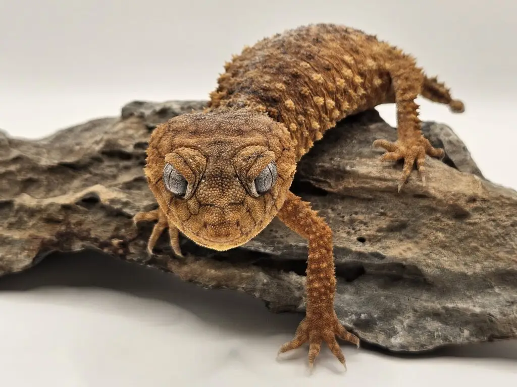 20250914_102354-1024x768 Gadopedia