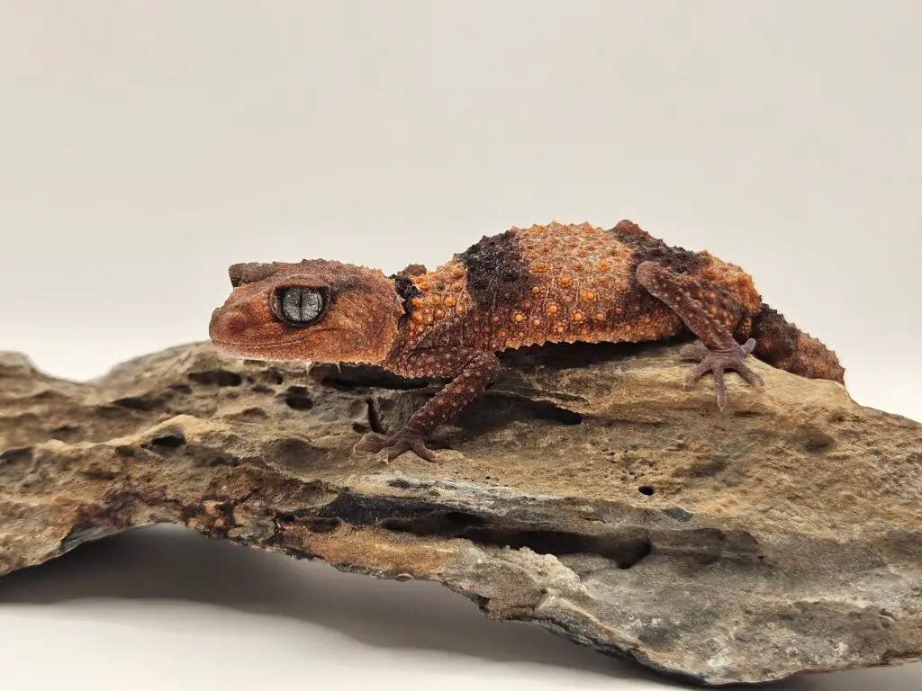 20250914_102529-1024x768 Gadopedia